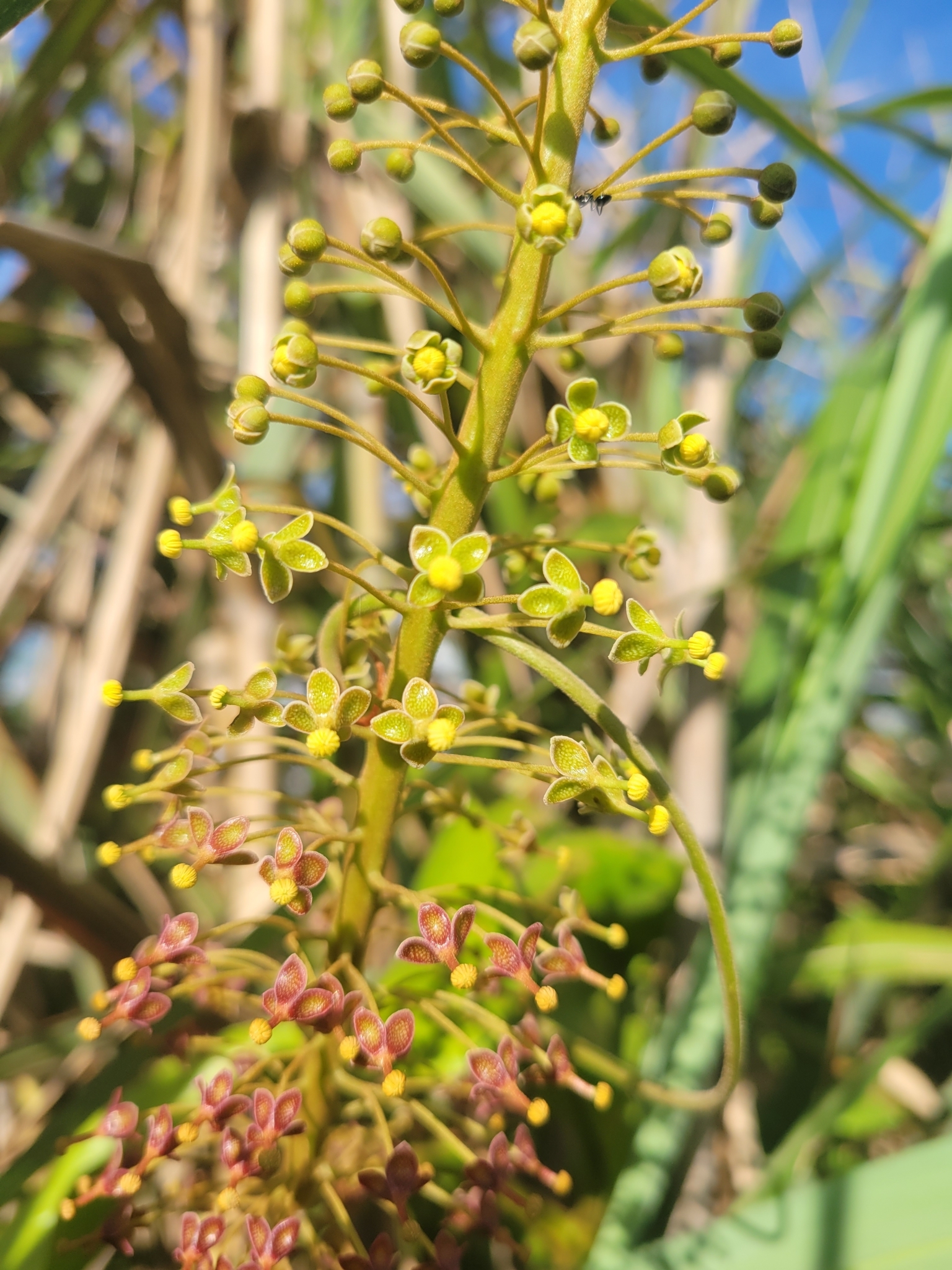 Imagem de Jarro ou planta-jarro