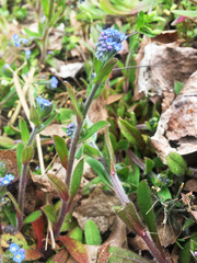 Myosotis arvensis