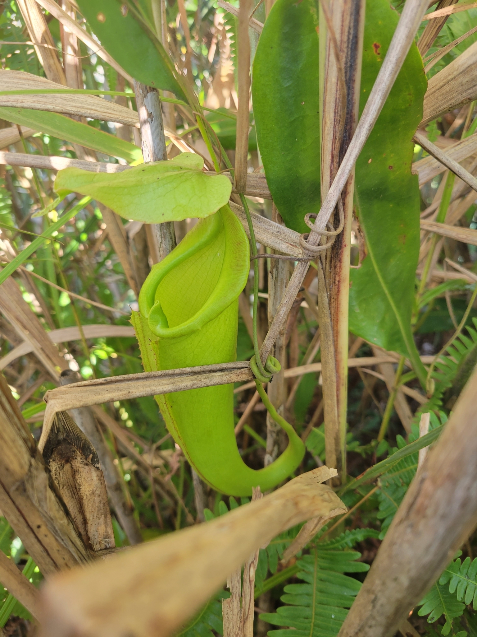 Imagem de Jarro ou planta-jarro