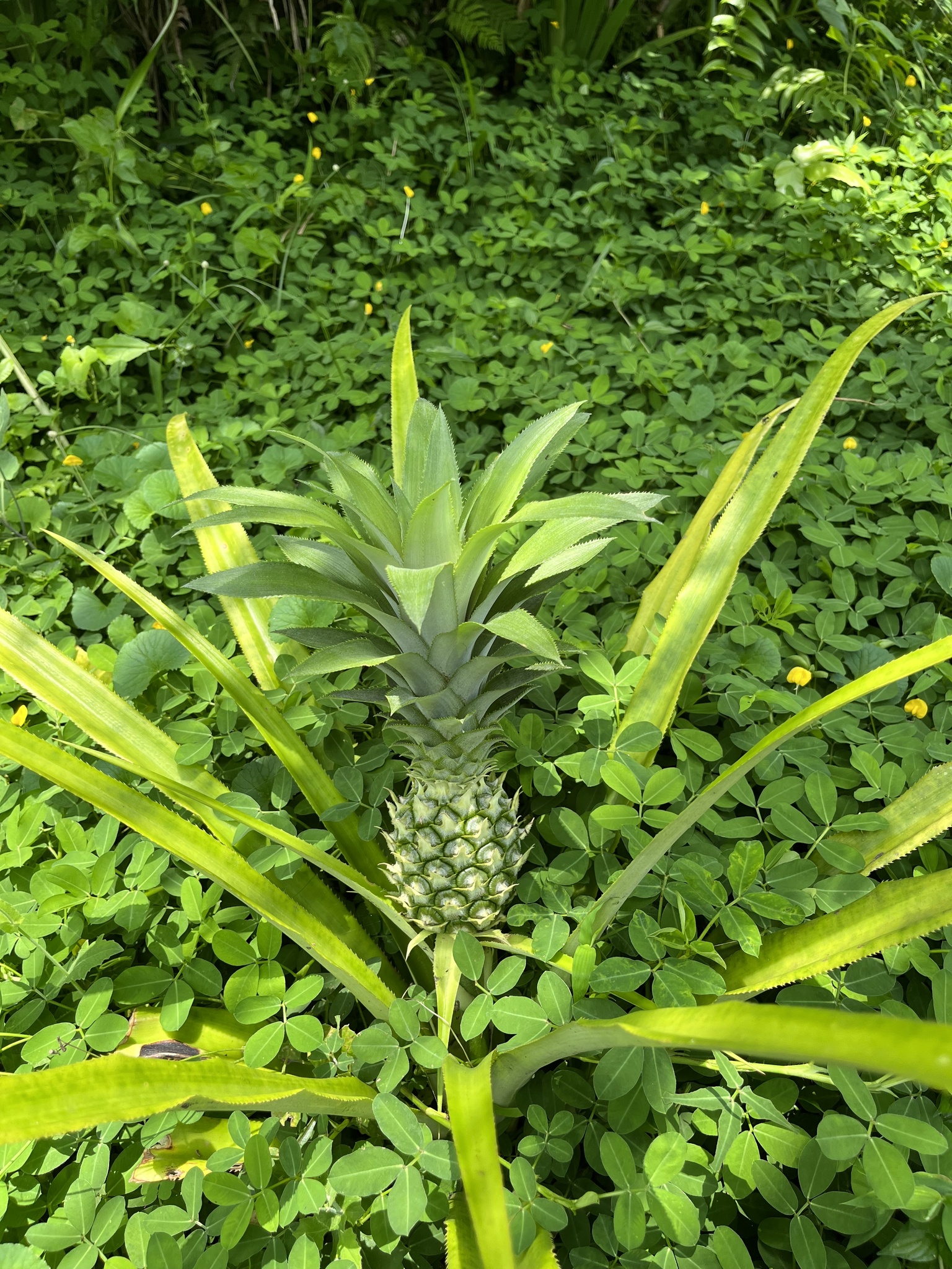 Abacaxi