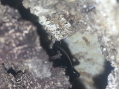 Coelocnemis dilaticollis