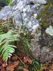 Equisetum myriochaetum