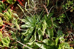 Plantago serraria