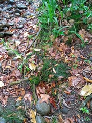 Equisetum myriochaetum