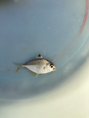 Splendid Ponyfish photo 2