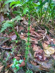 Equisetum myriochaetum