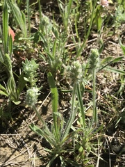 Plantago helleri