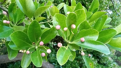 Foto de Evônimo