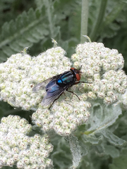 Compsomyiops callipes