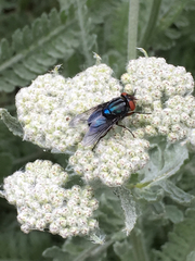 Compsomyiops callipes