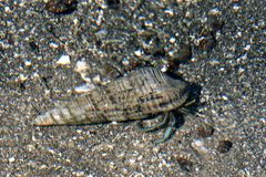 Clibanarius longitarsus