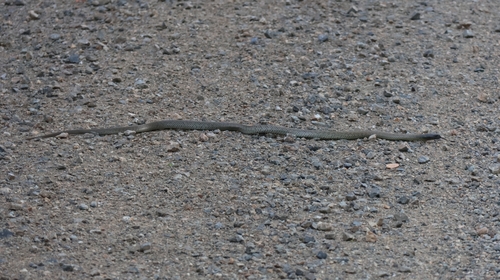 Blue-bellied Black Snake sighting