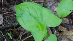 Arum maculatum