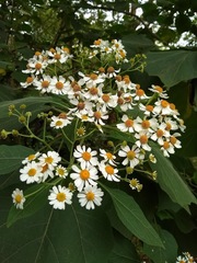 Podachaenium eminens