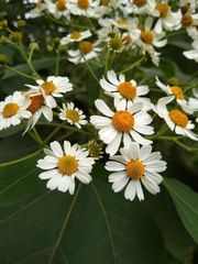 Podachaenium eminens