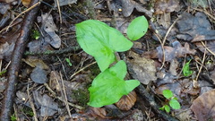 Arum maculatum
