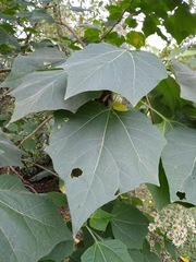 Podachaenium eminens