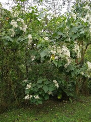 Podachaenium eminens