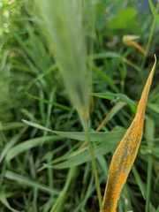 Puccinia hordei
