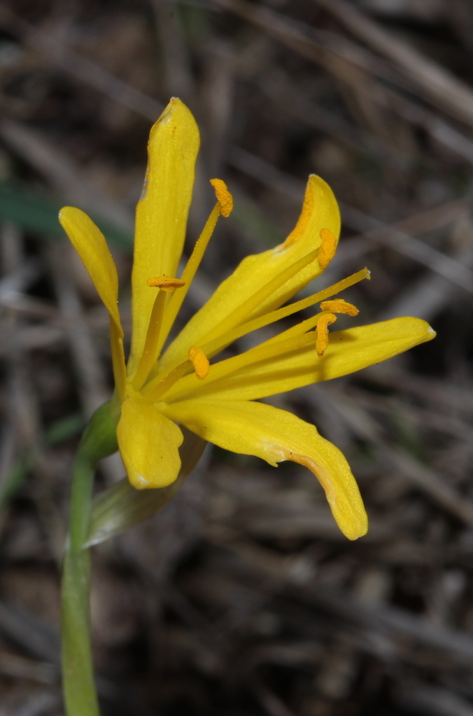Narcissus cavanillesii