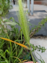 Puccinia hordei