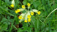 Primula