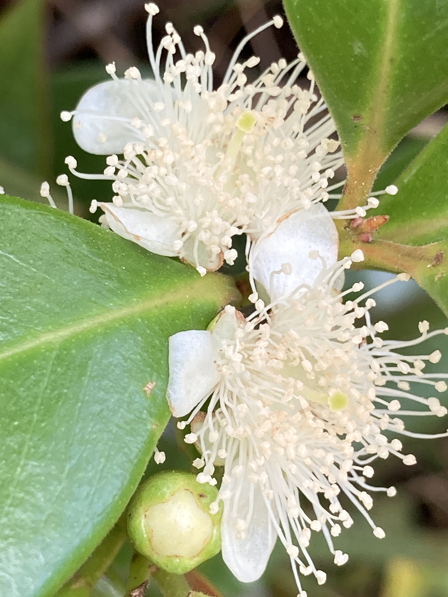 Imagem de Araçá