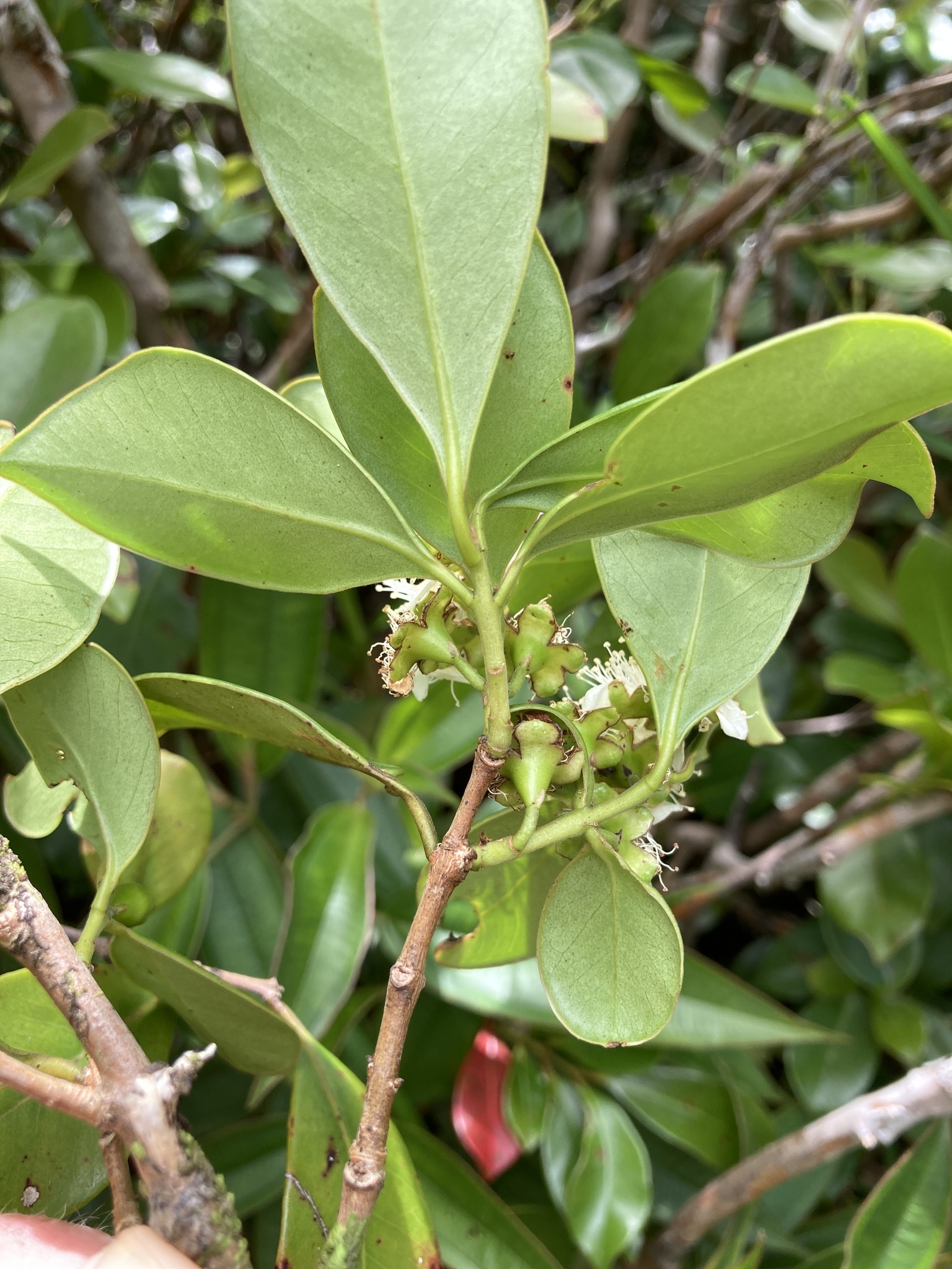 Imagem de Araçá