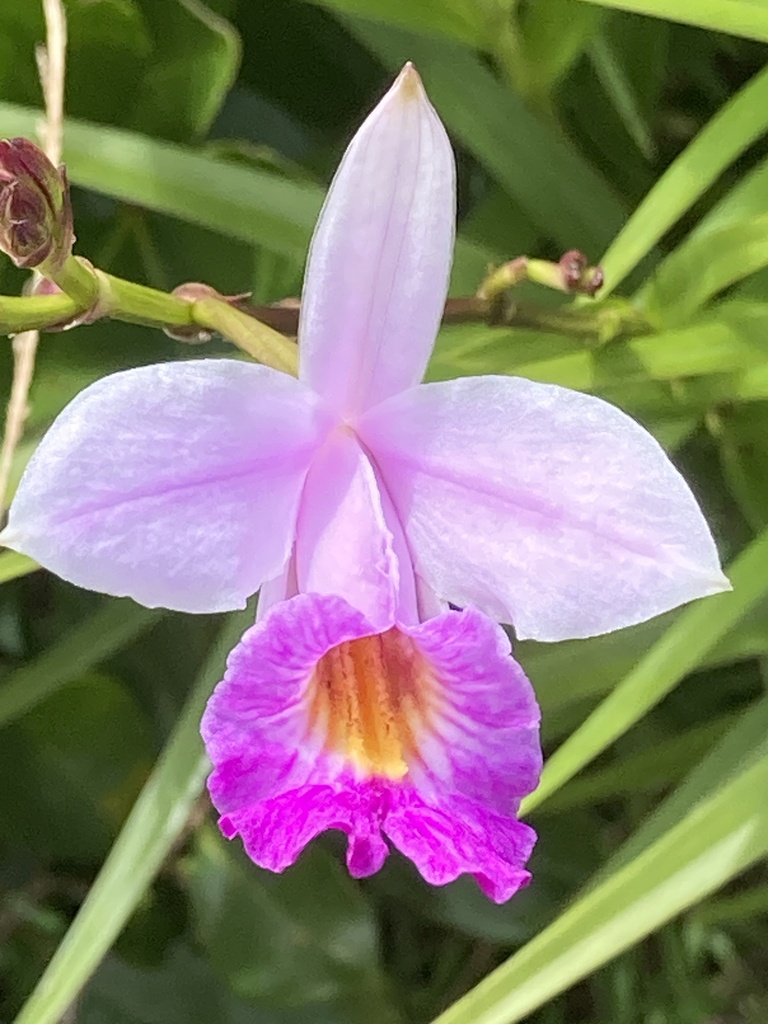 Foto de Orquídea-bambu
