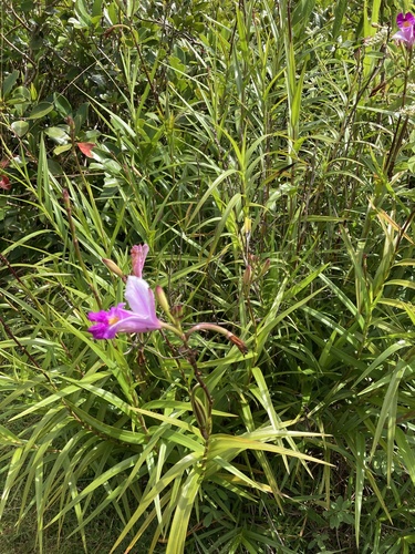 Foto de Orquídea-bambu