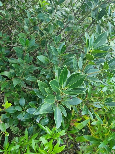 Small-leaved holly (Ilex canariensis)