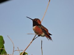 Selasphorus sasin