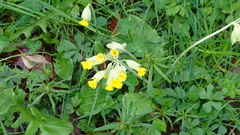 Primula