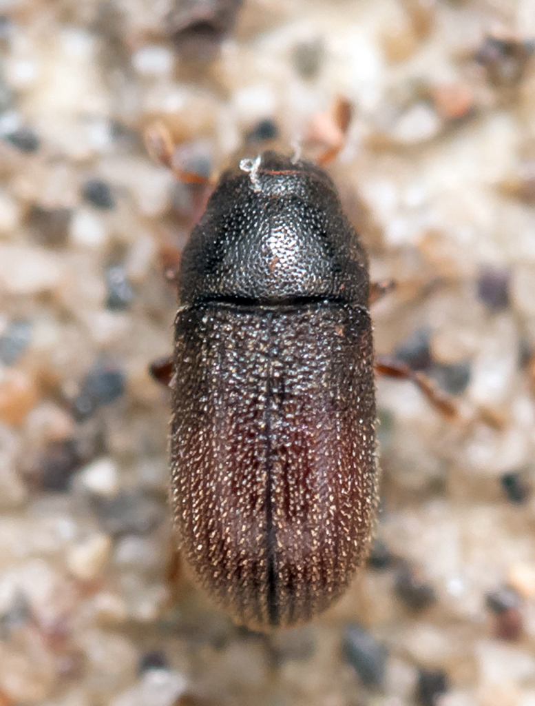 Polygraphus punctifrons