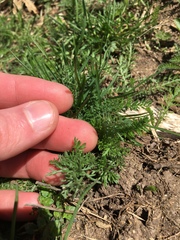 Torilis nodosa