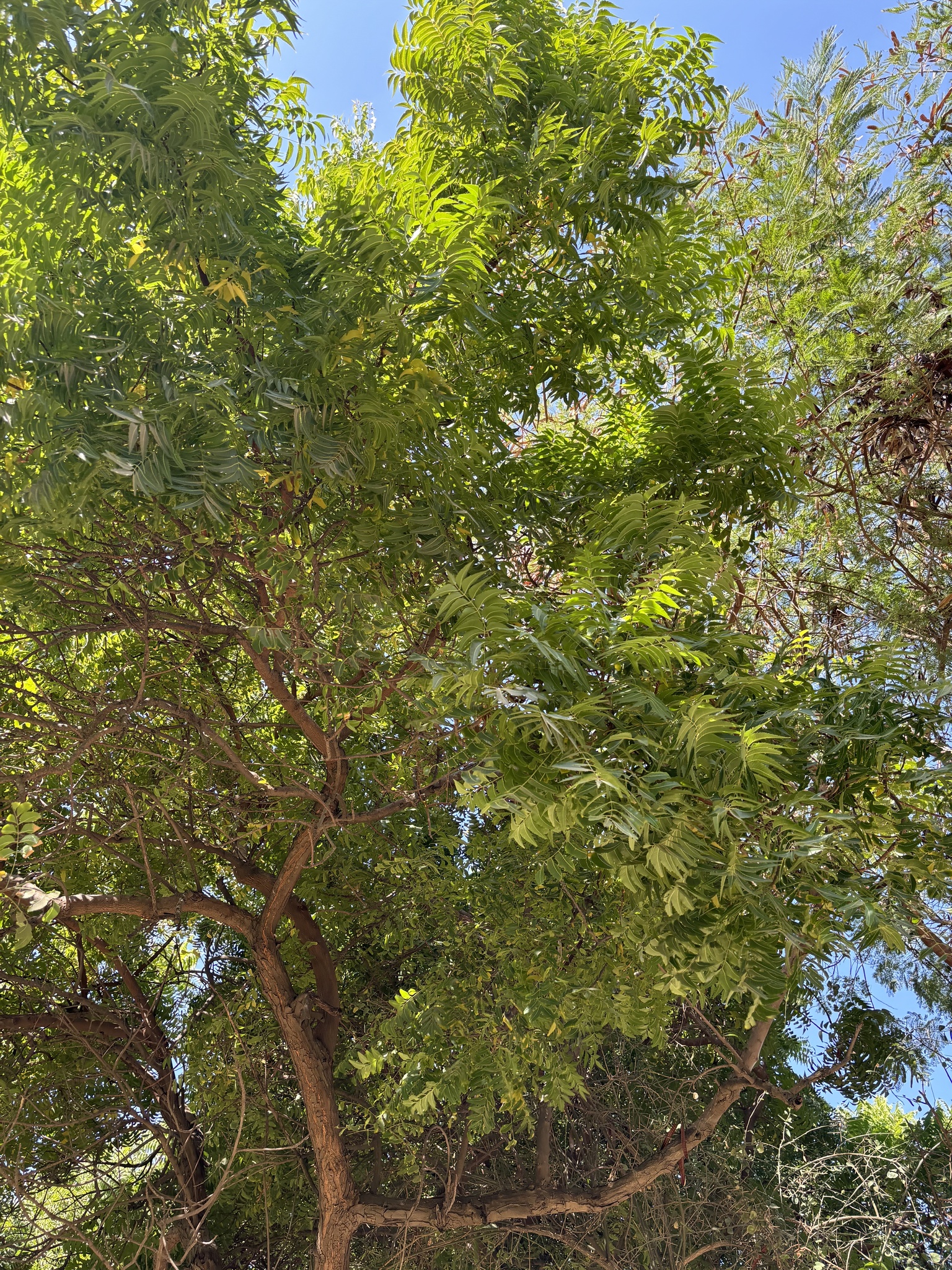 Imagem de Neem
