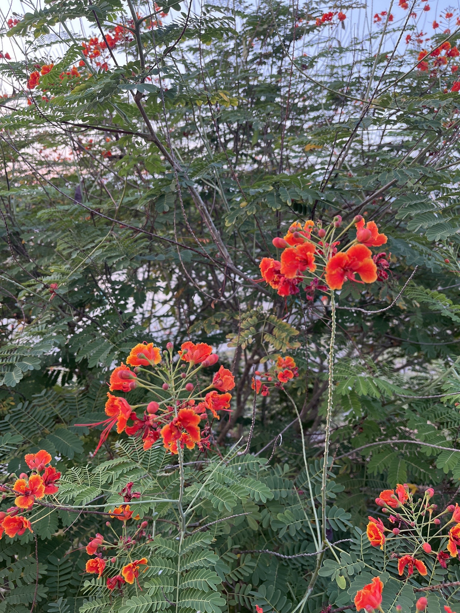 Imagem de Flamboyant-de-jardim