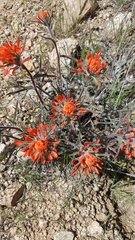 Castilleja chromosa