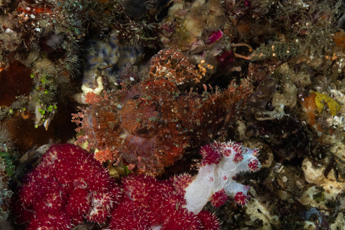 Scorpaenopsis eschmeyeri observed 2023-12-02