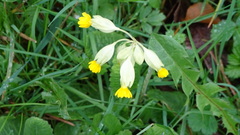 Primula
