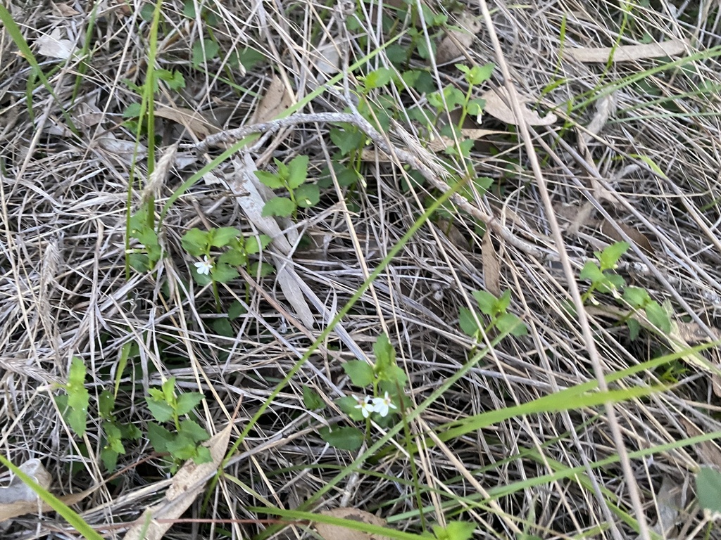 White Root from Meringandan, QLD, AU on January 4, 2024 at 06:42 PM by ...
