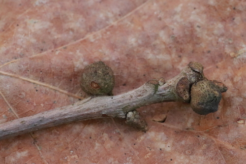 Cola Nut Gall Wasp