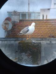 Larus michahellis