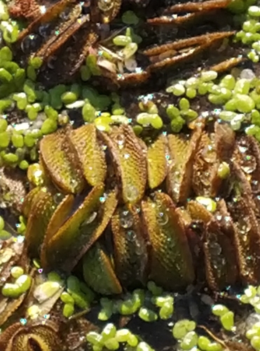 Foto de Salvinia