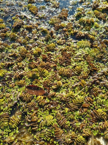 Foto de Salvinia