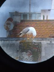 Larus michahellis