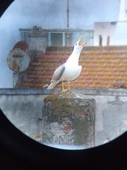 Larus michahellis