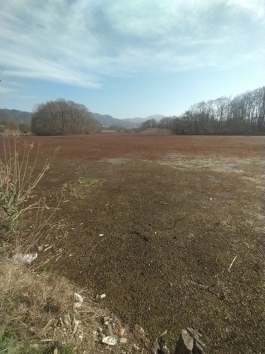 Foto de Salvinia