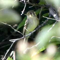 Empidonax difficilis
