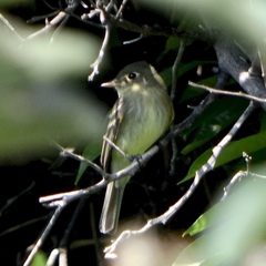 Empidonax difficilis